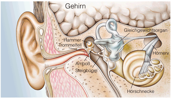 Das Ohr aus anatomischer Sicht.