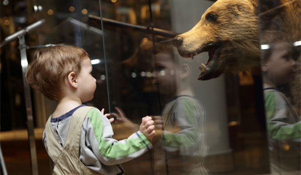 kleines Kind schaut in einen Glasschaukasten, worin ein ausgestopfter Bär steckt.