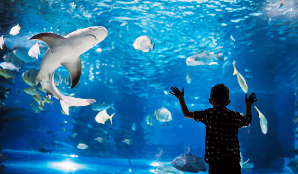 Enkel schaut im Zoo in ein Aquarium, in der ein Hai schwimmt.