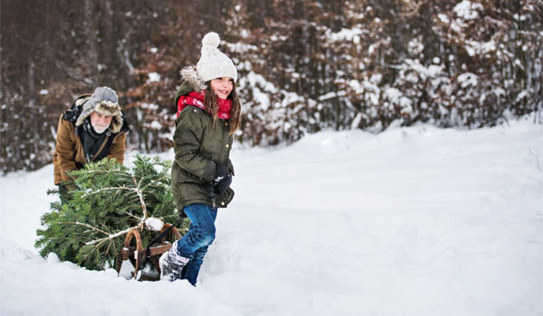 Enkelin und Opa schieben, einen frisch geschlagenen Baum, auf einem Schlitten durch den tiefen Schnee.